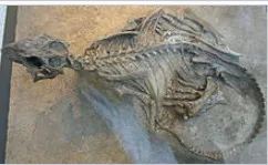 홍샤노사우루스